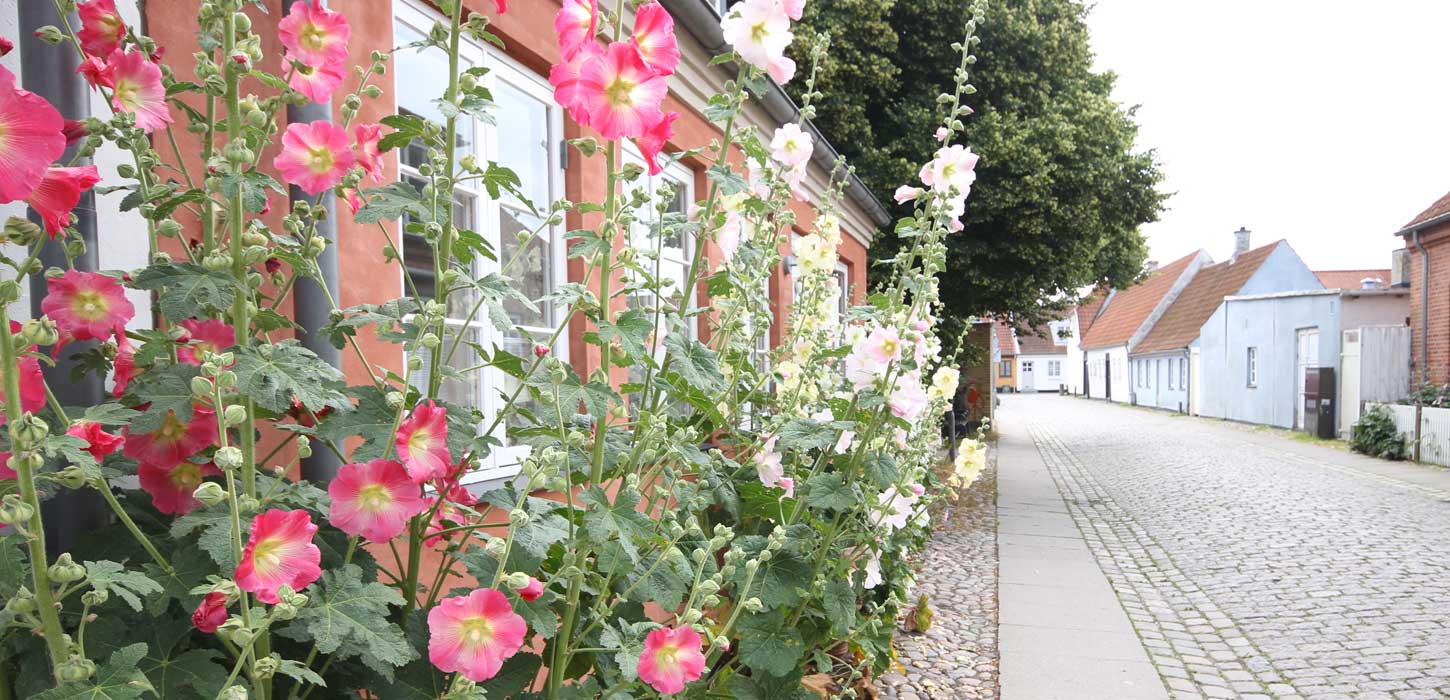 Laugshusgade i Køge - stokroser