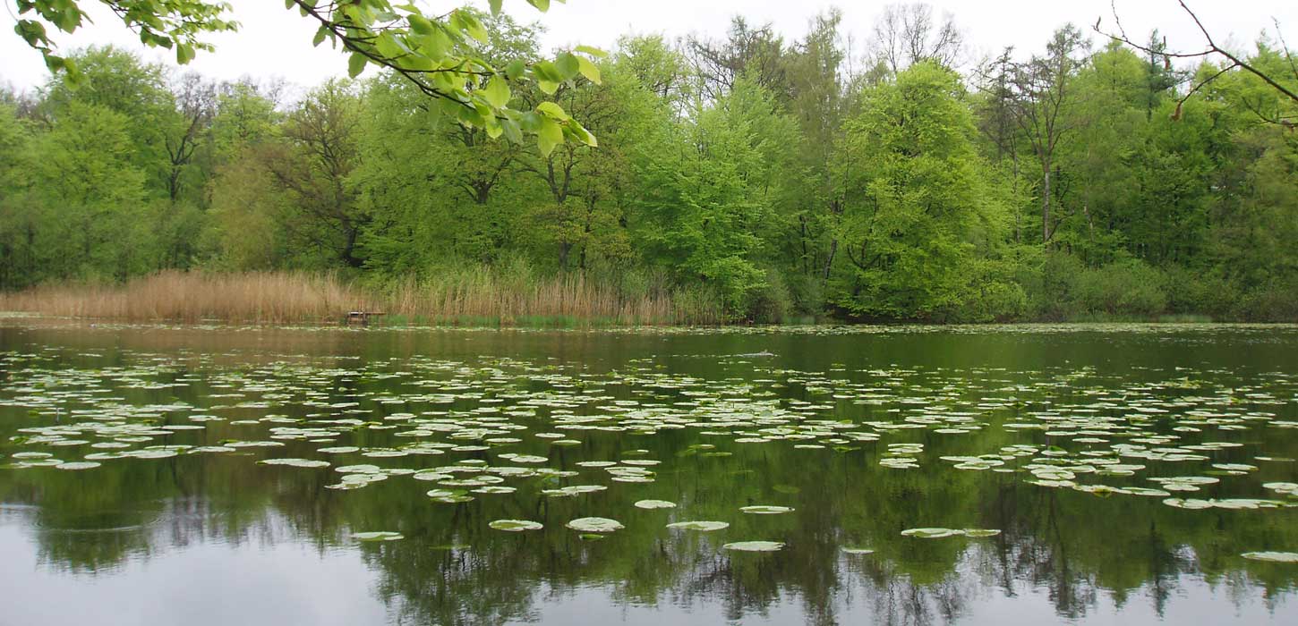 Skovsø - Borup