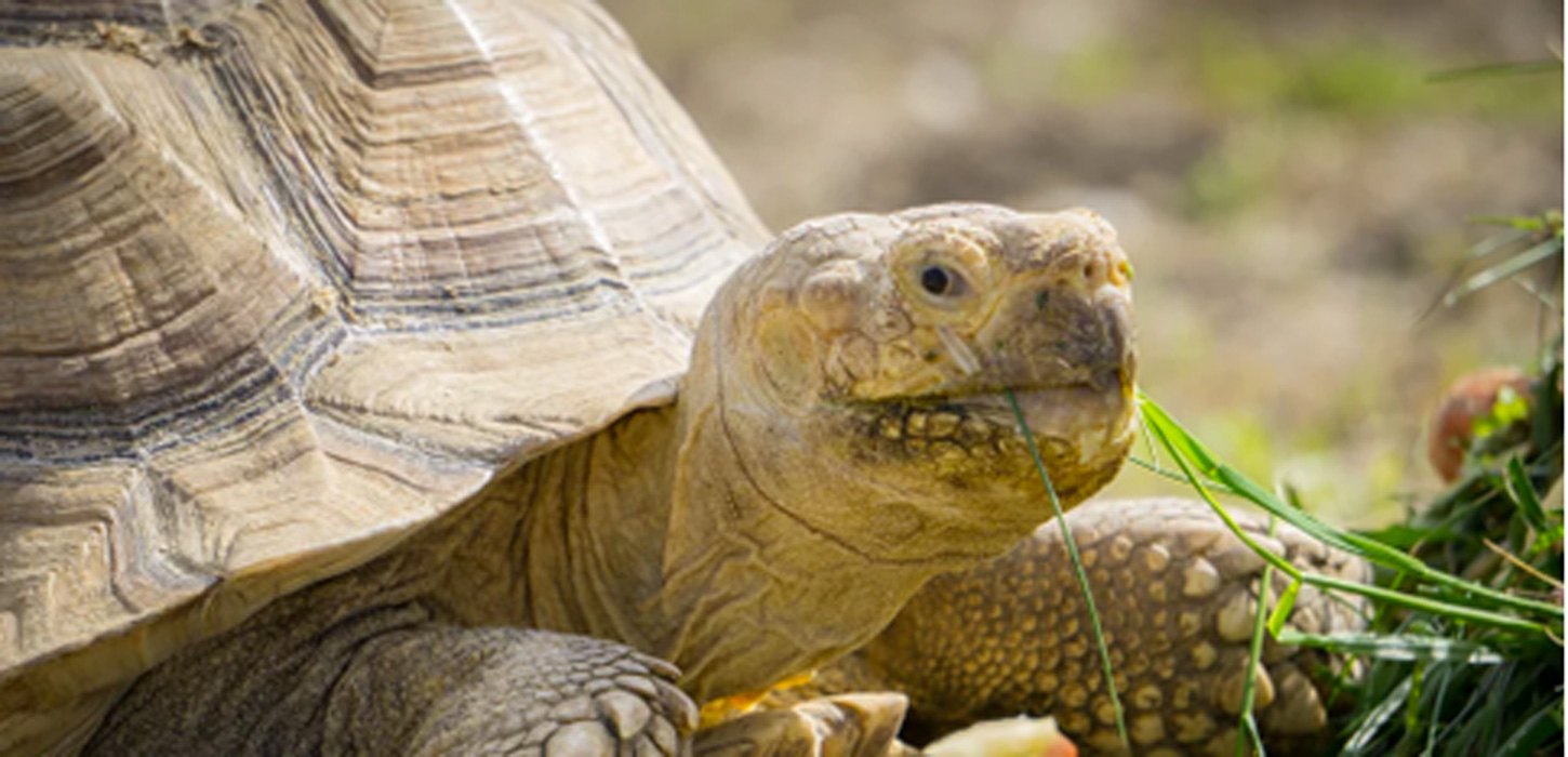 Skildpadde Pangea Park