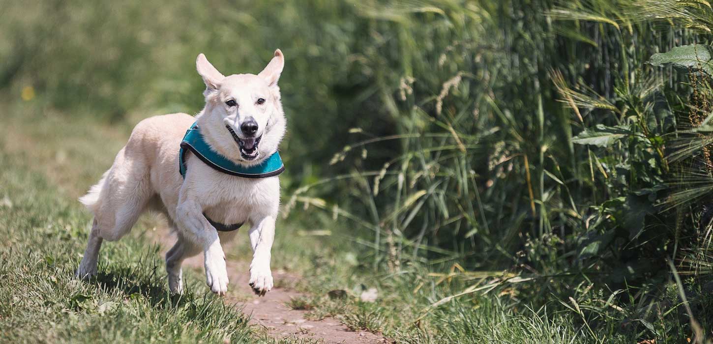 Hund i løb