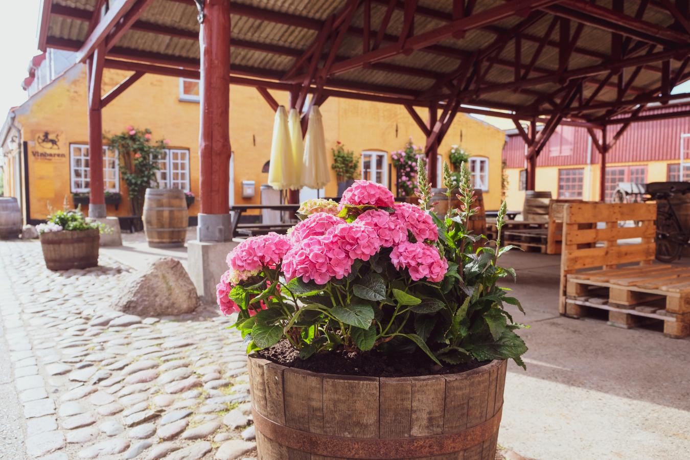 Vinhus