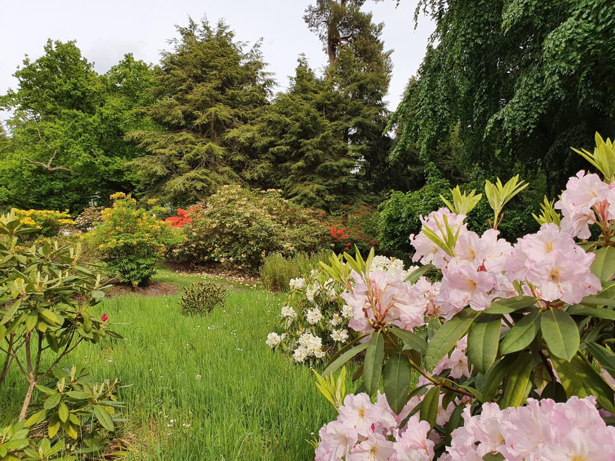 The rhododendron park