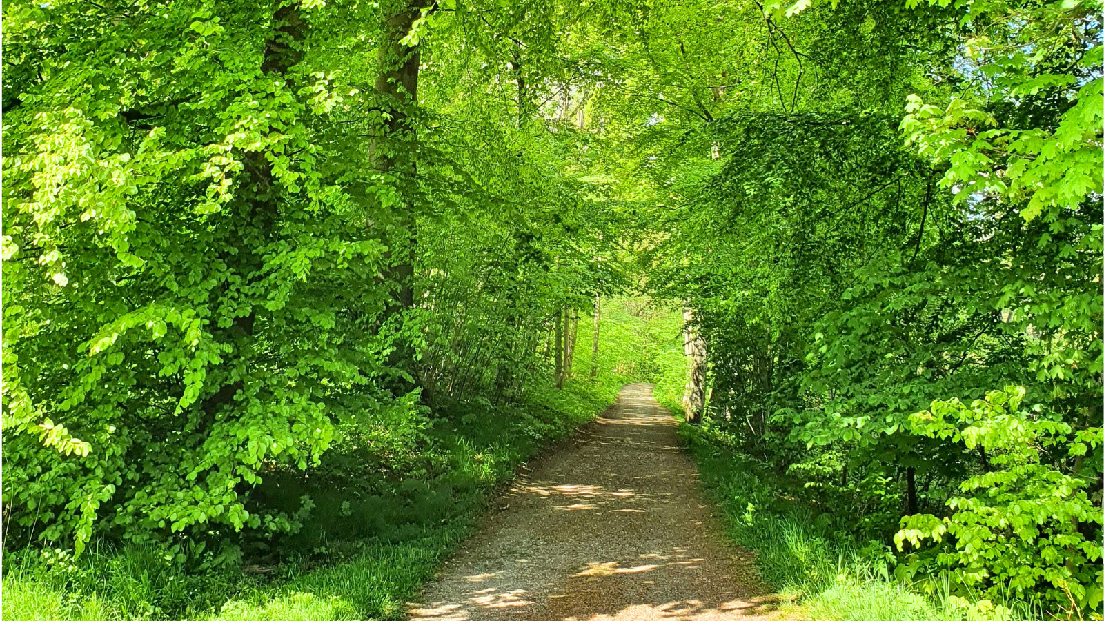 Grøn skov